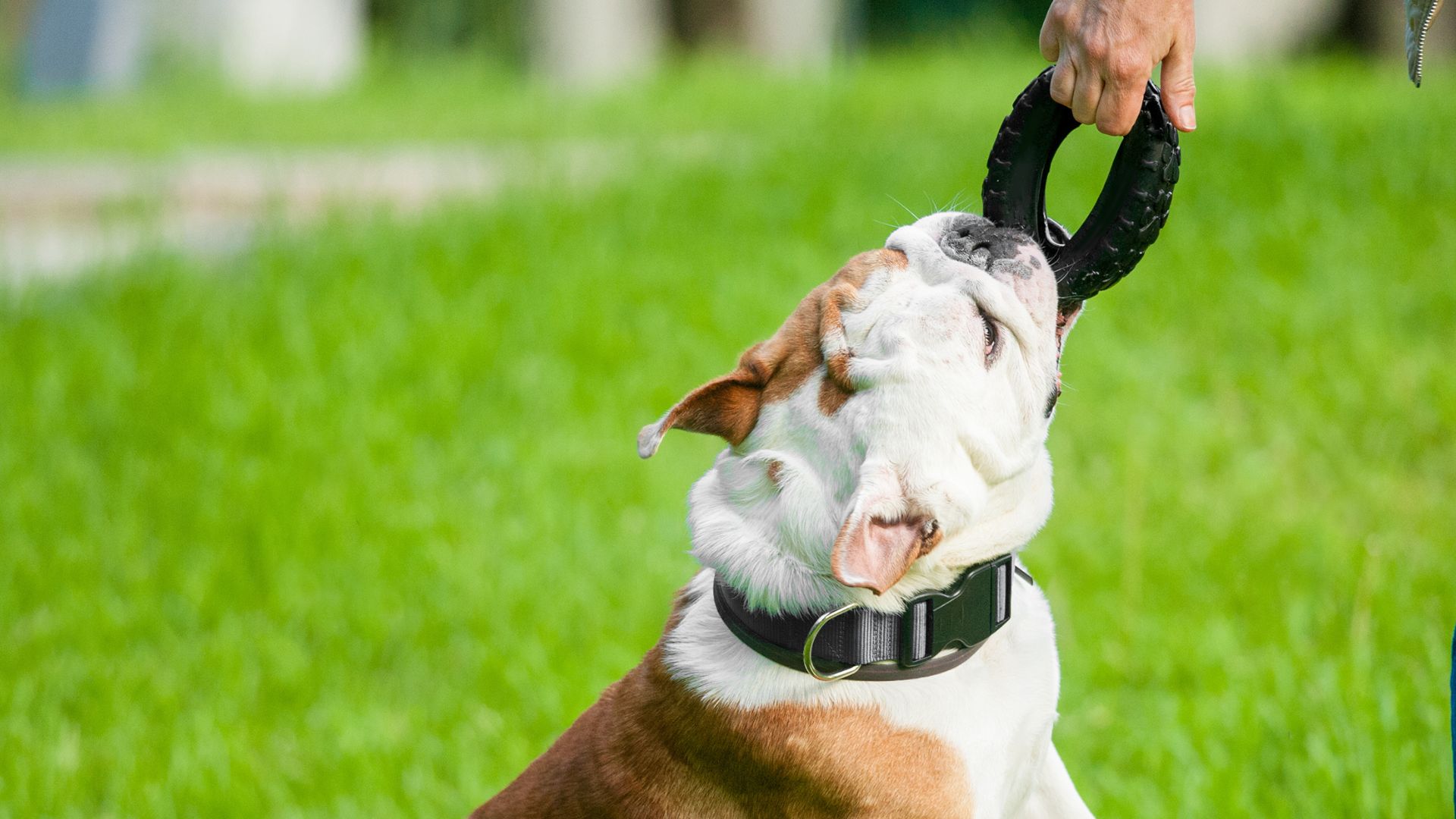 a dog getting the toy from the person's hand