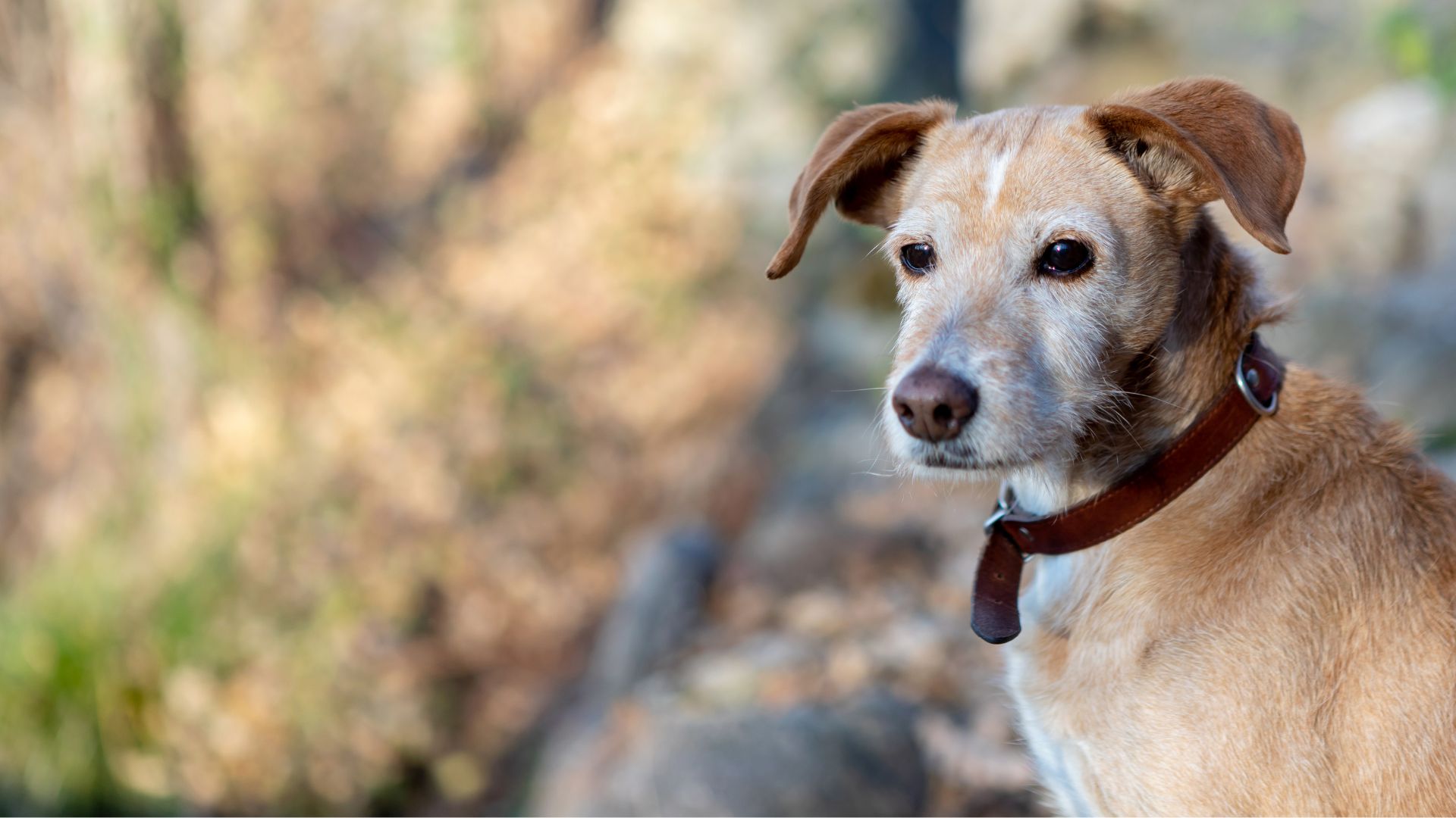 A dog sitting with a brown collar