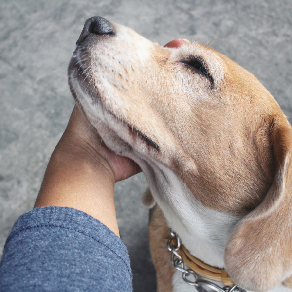 A person gently pets a dog