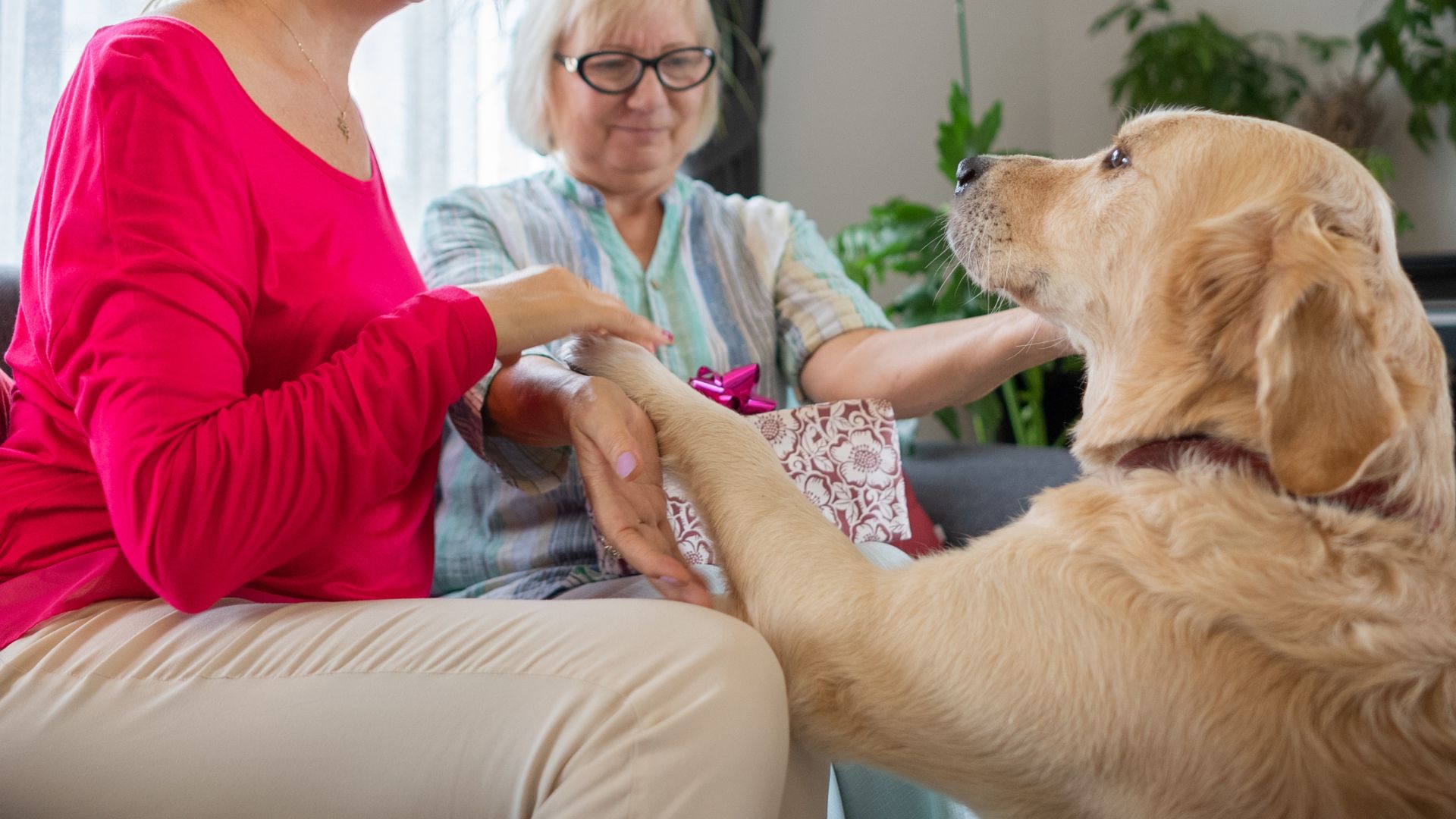 A dog places its paw on a woman's hand