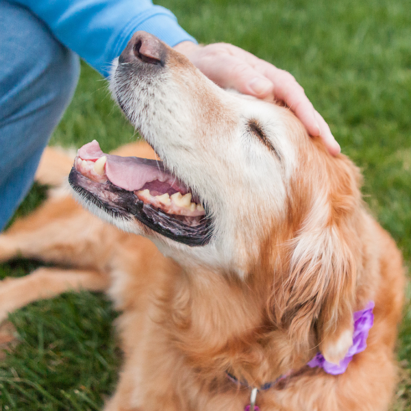 A dog sits peacefully on the green grass