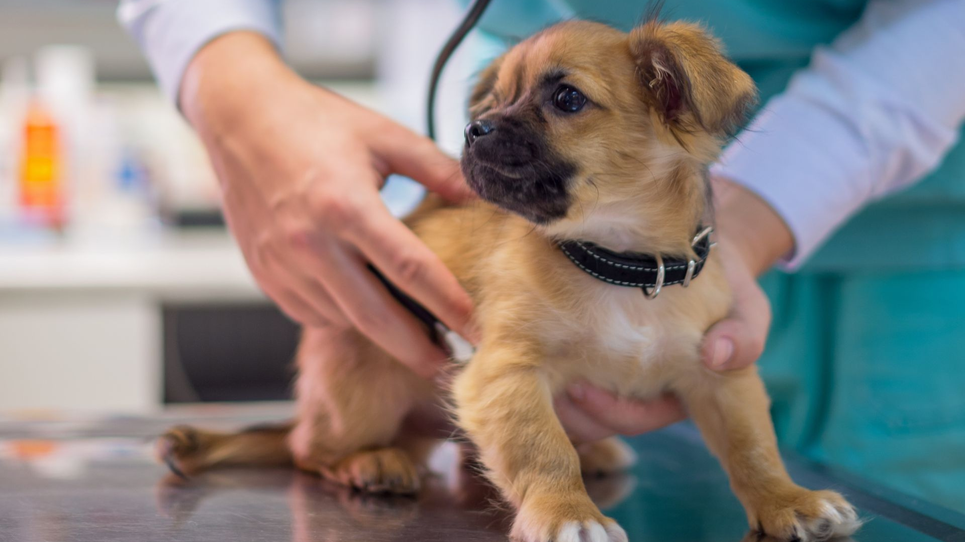 vet taking care of a puppy