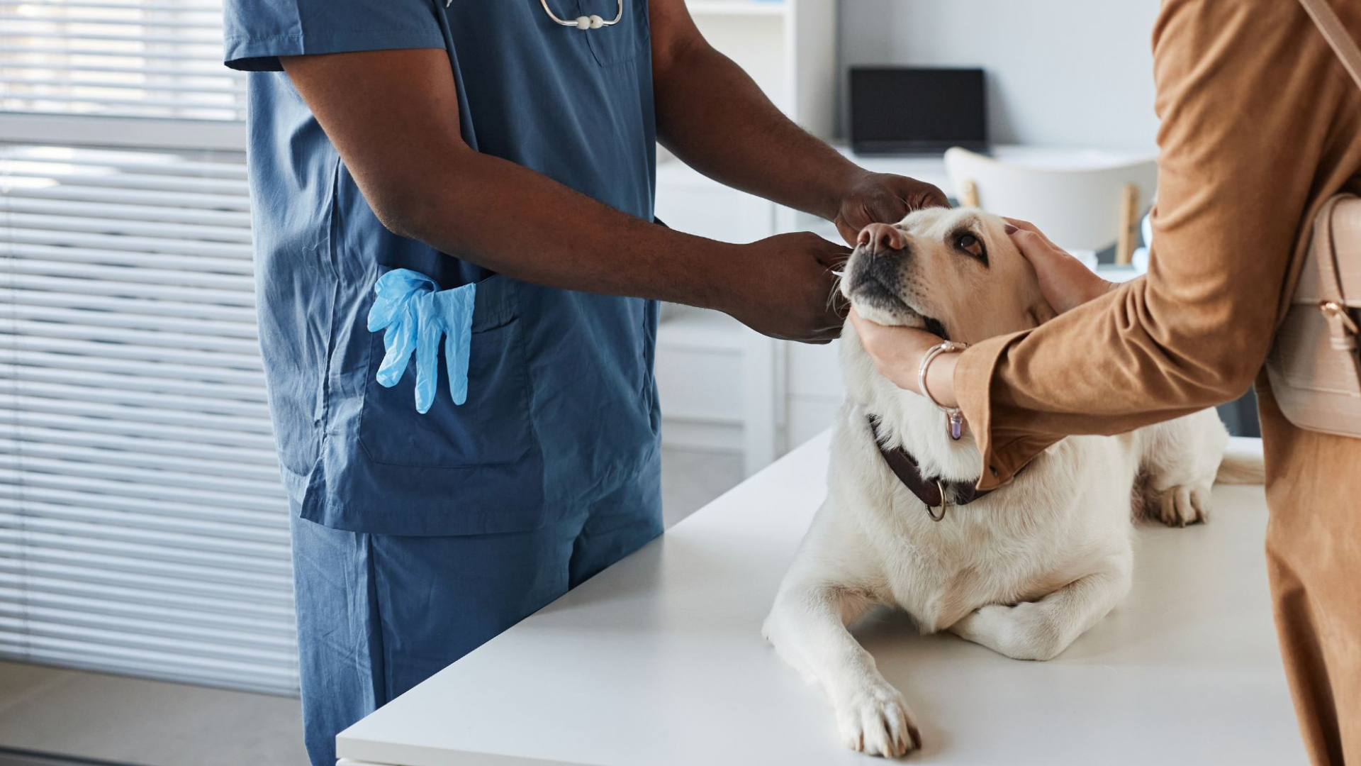 dog being examined by veterinarian