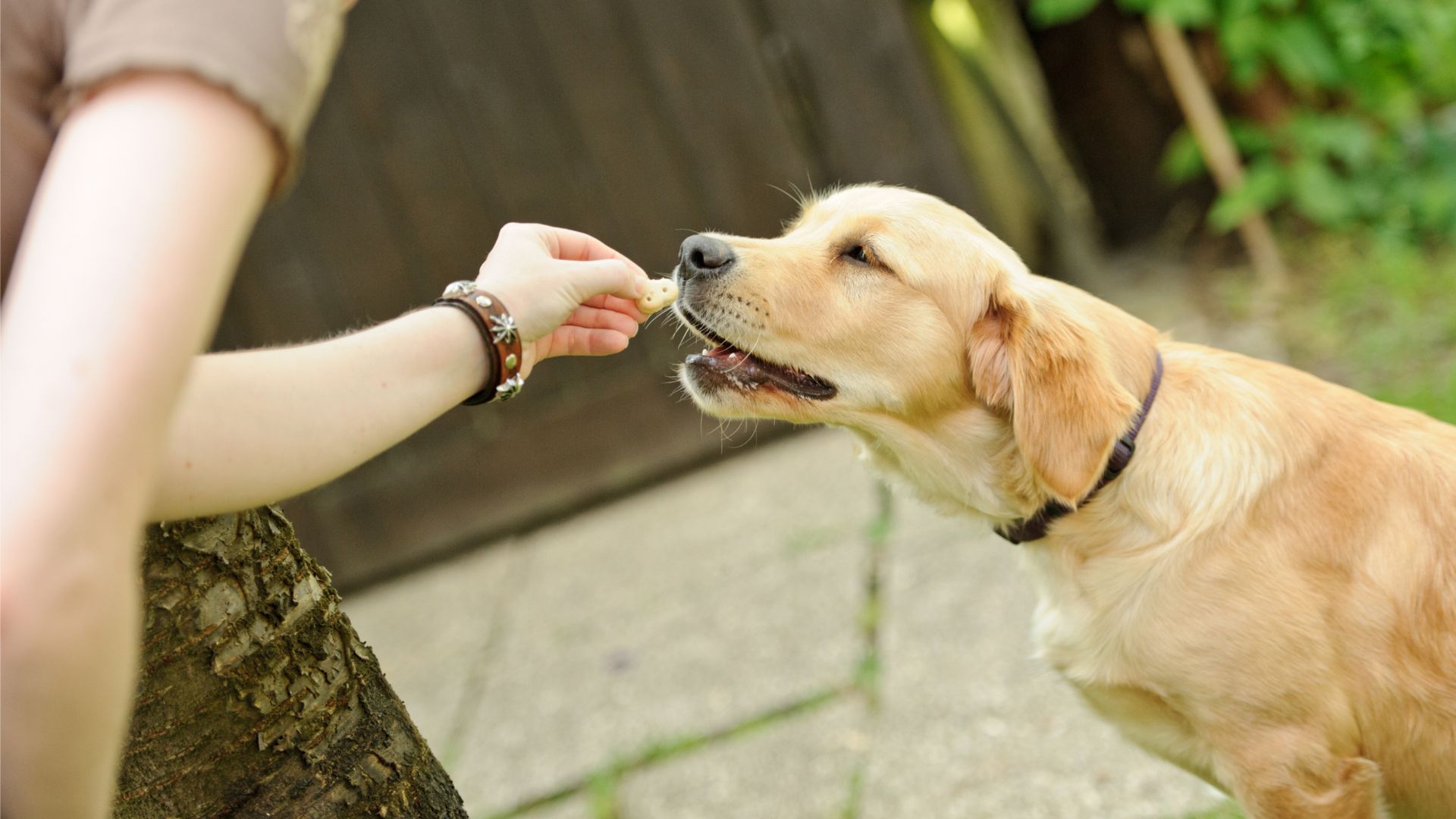 A dog gently takes a piece of food from a person