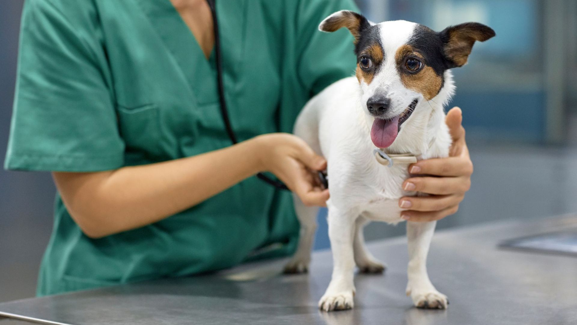 vet examining dog with stethoscope in clinic