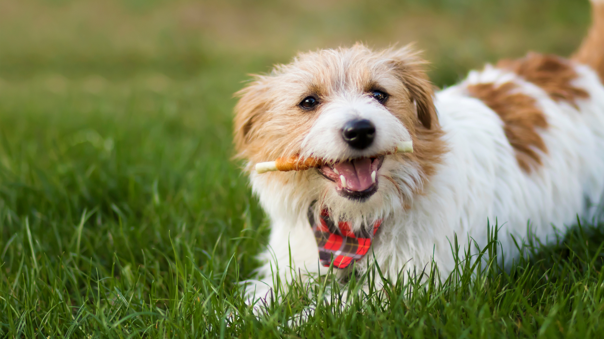 A playful dog holding a stick in its mouth