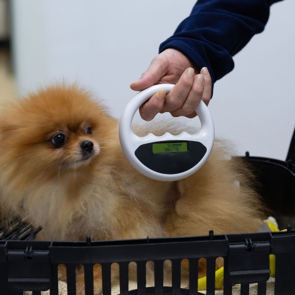 person scanning a dog for microchip