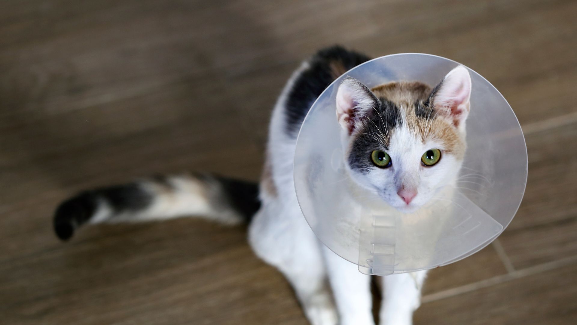 A cat wearing a cone around its head