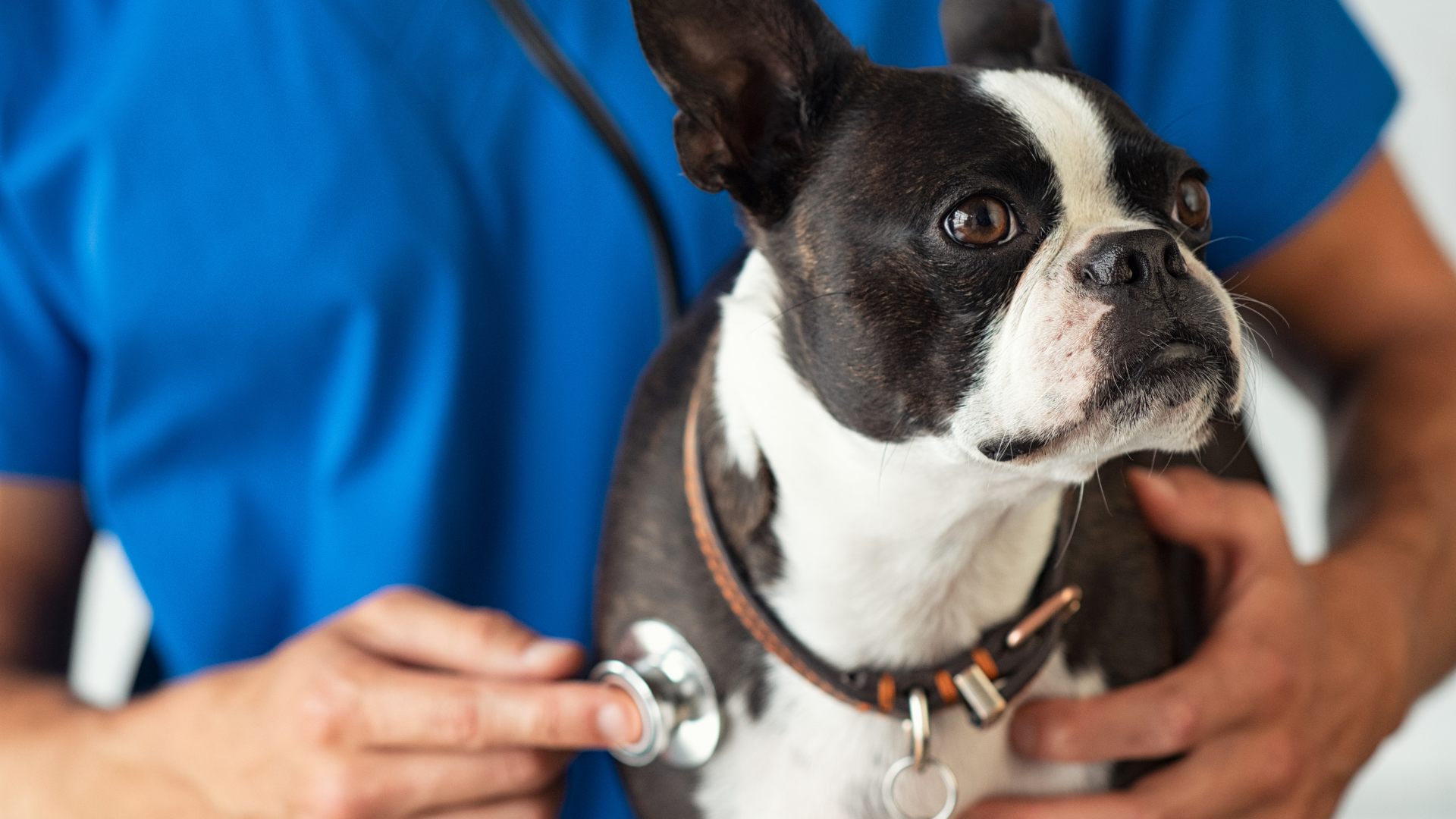 dog being examined by a vet