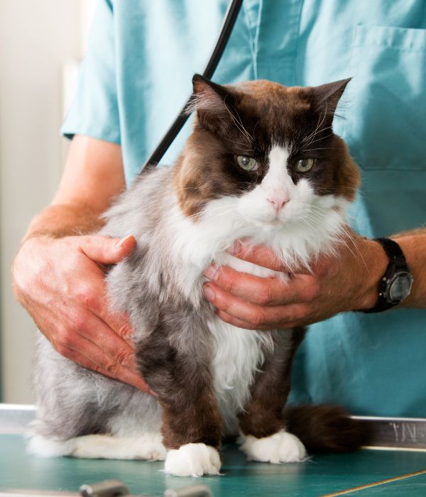 A veterinarian carefully examines a cat