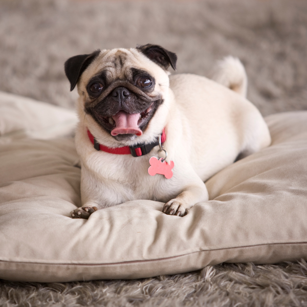 A dog comfortably sits on a soft pillow