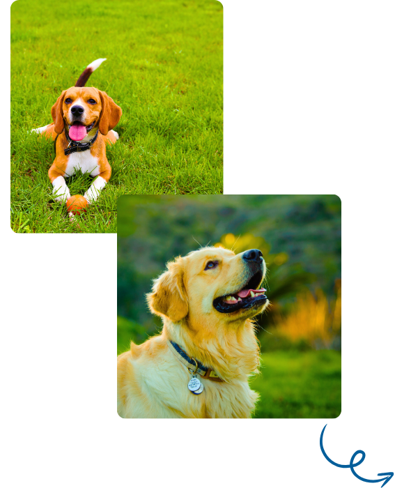 dogs photos collage