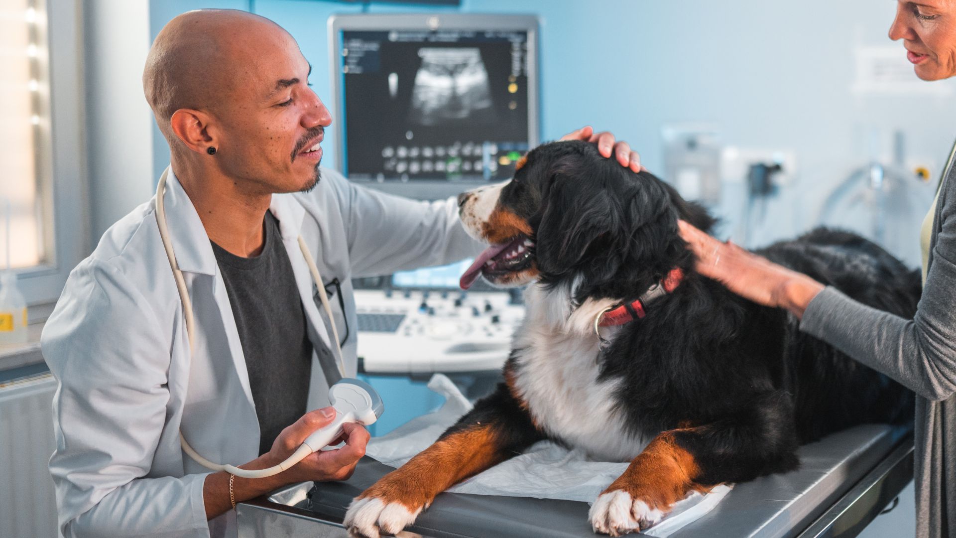 A vet closely examining a dog