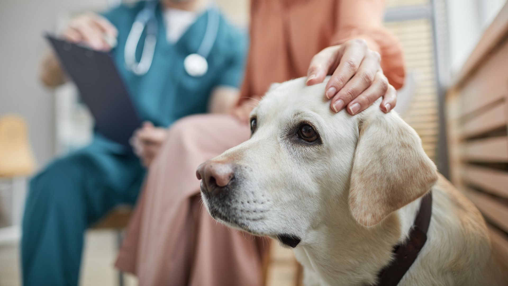 A person is covering a dog's head with his hand