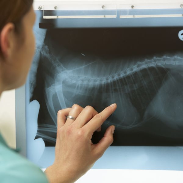 A woman points at an X-ray image