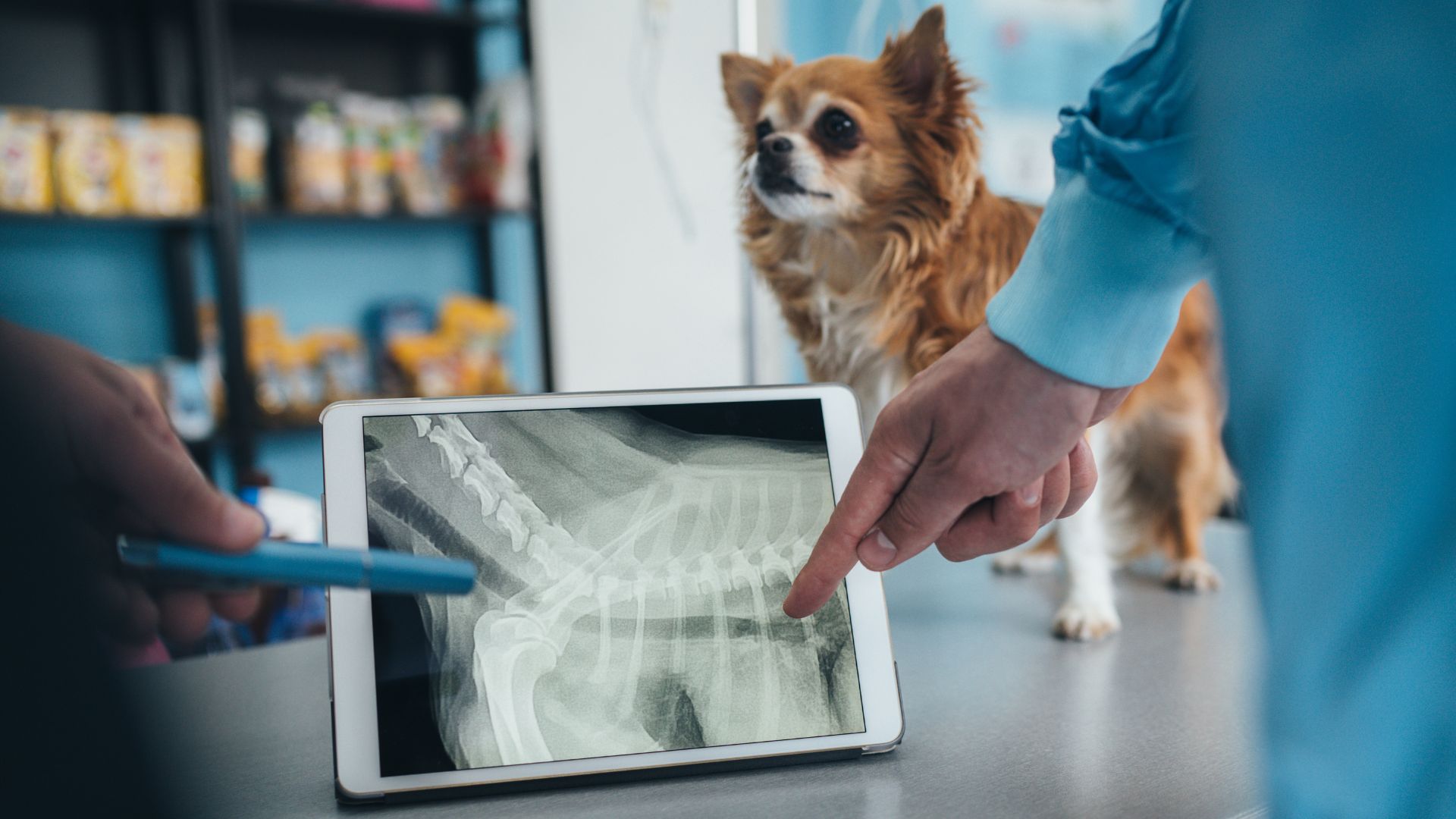 A vet points to a dog's X-ray displayed on a tablet