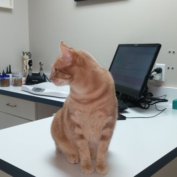 a cat sitting on top of a counter next to a computer