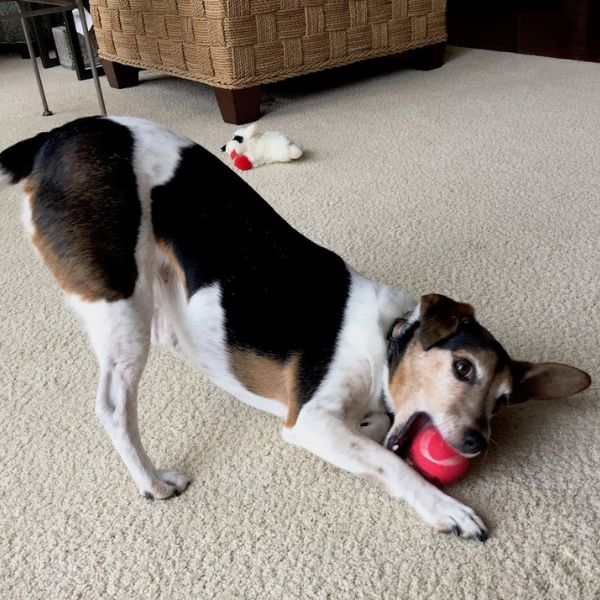 a dog playing with a toy on the floor