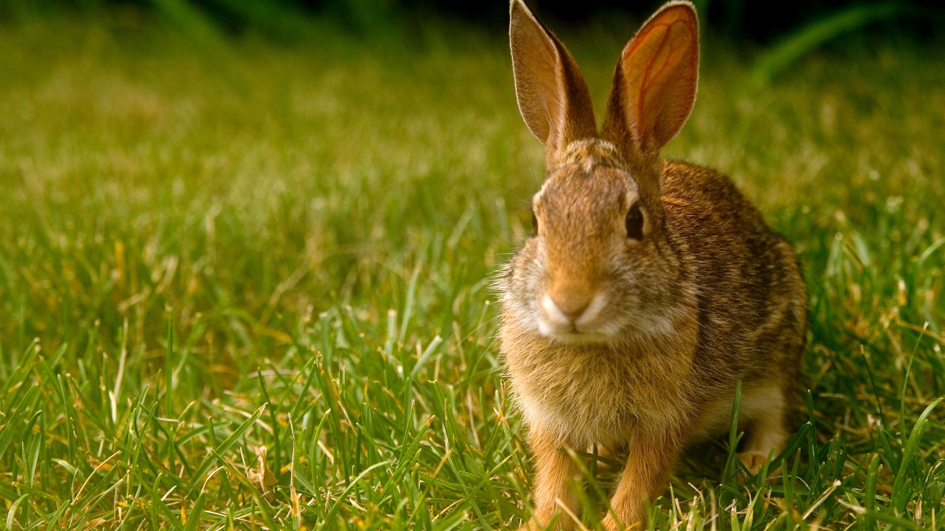 a small rabbit is walking through the grass