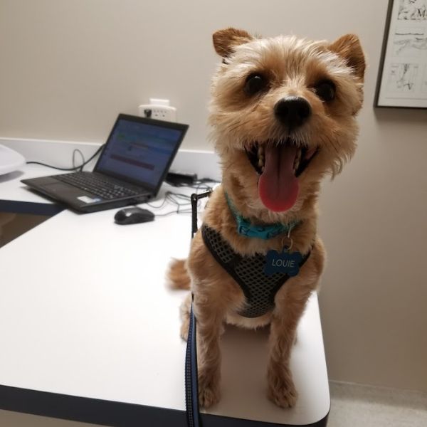 a small brown dog sitting on top of a desk