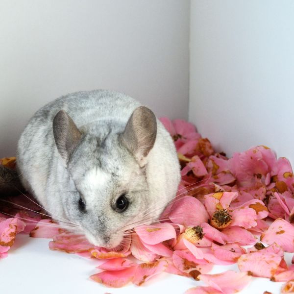 a gray and white hamster sitting on a bed of pink flowers