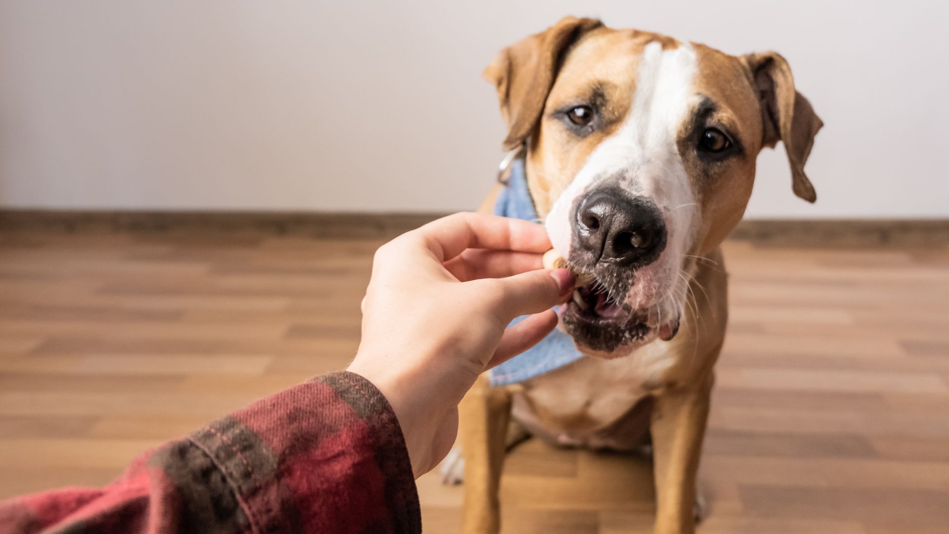 a person feeding a dog a piece of food