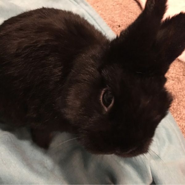 a black rabbit sitting on top of a blue blanket