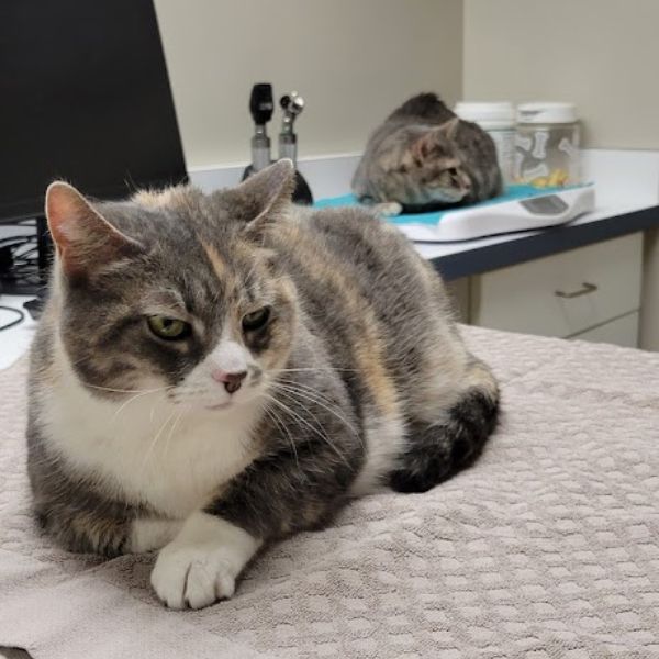 a cat laying on top of a bed next to a laptop computer