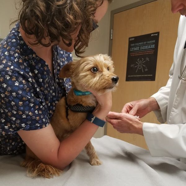 a dog is being examined by a vet